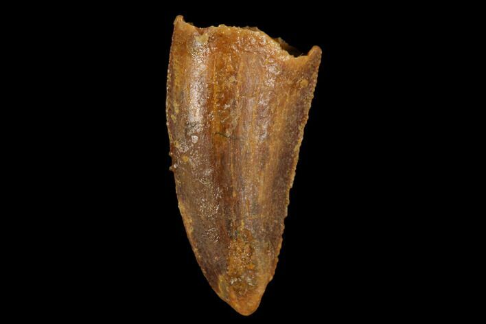 Bargain, Raptor Tooth - Real Dinosaur Tooth #173564